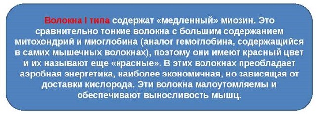 Справка о медленных мускульных волокнах