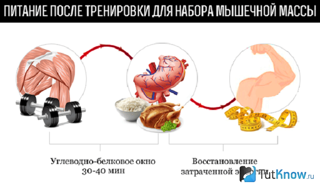 Питание для набора мускульной массы