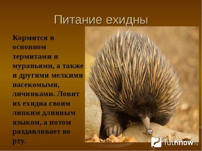 какие звуки издает ехидна. Смотреть фото какие звуки издает ехидна. Смотреть картинку какие звуки издает ехидна. Картинка про какие звуки издает ехидна. Фото какие звуки издает ехидна