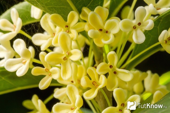 Sweet Scented Osmanthus