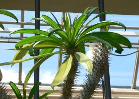 Пахиподиум — мадагаскарская пальма