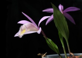 Плейоне (pleione) — павлинья орхидея