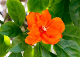 Переския (Pereskia) — древний кактус