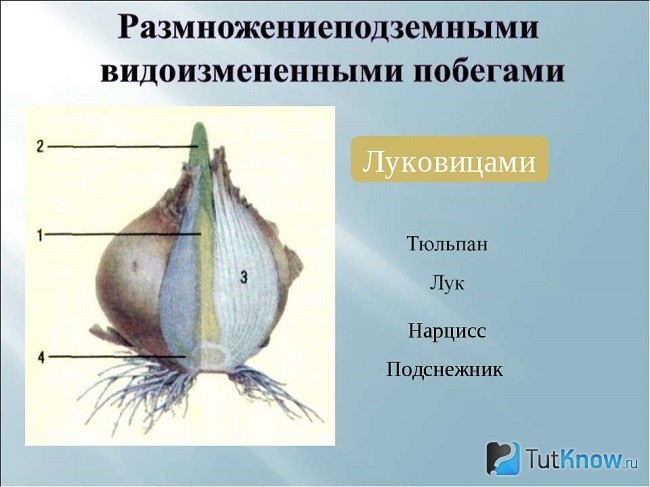 Схема размножения луковицами