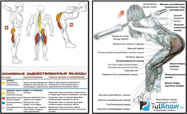 Как накачать верхнюю часть ягодиц в тренажерном зале