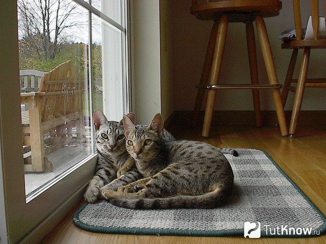 Кот и кошка породы оцикет
