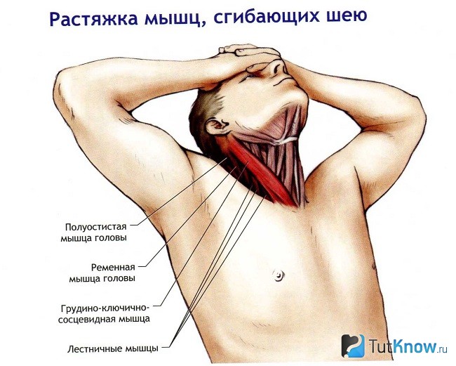 Упражнение для разминки шеи