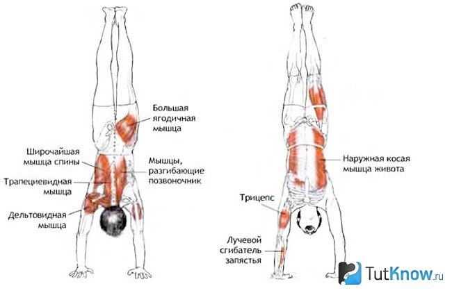 Мышцы, задействованые при отжиманиях вниз головой