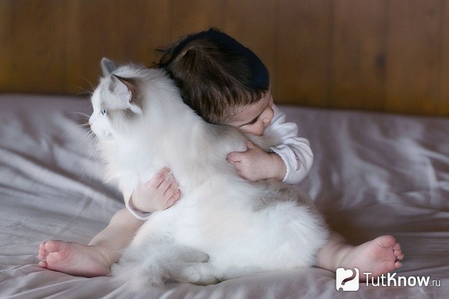 Ребенок обнимает кошку рэгдолл