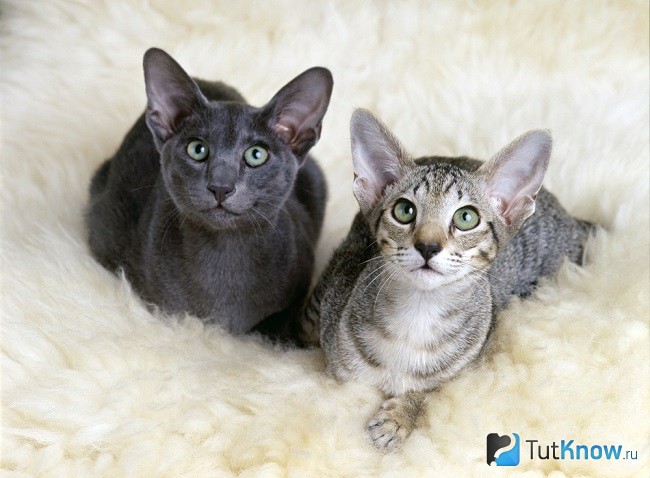 Кот и кошка породы ориентал
