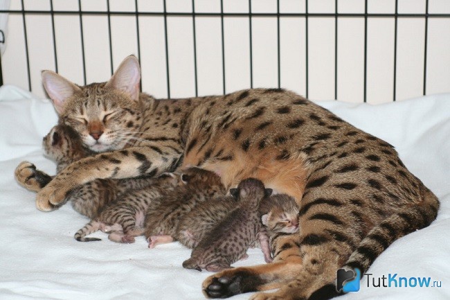 Кошка с котятами породы саванна