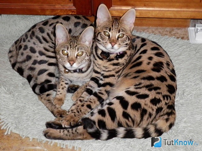 Кот и кошка породы саванна