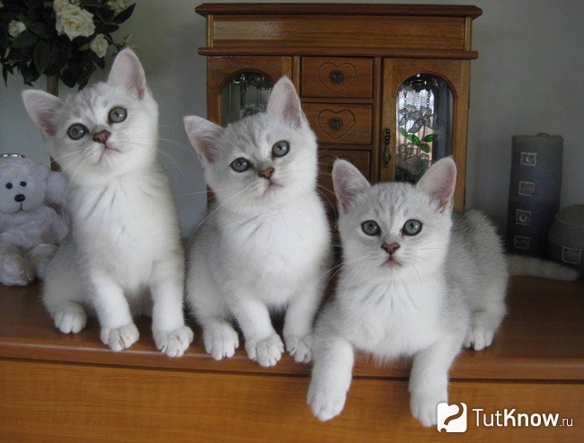 Котята бурмиллы