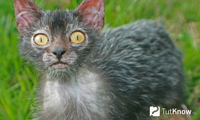 Кот ликои