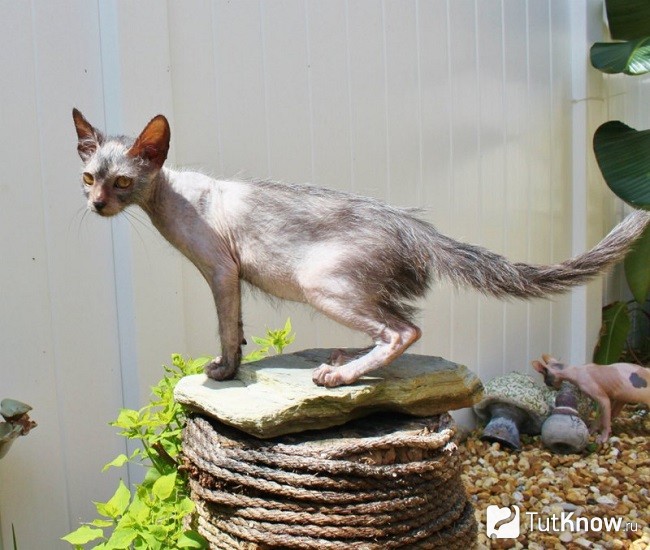 Кот ликои на улице