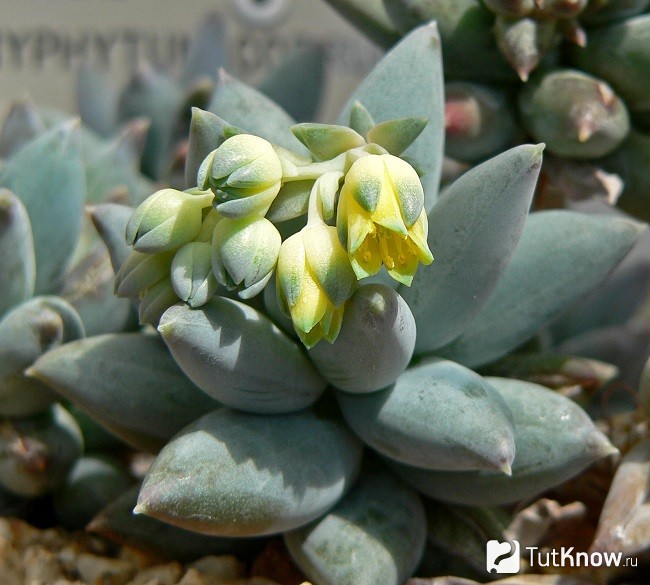 Pachyphytum coeruleum