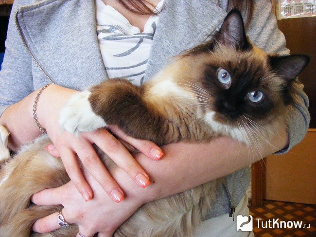 Невская маскарадная кошка на руках