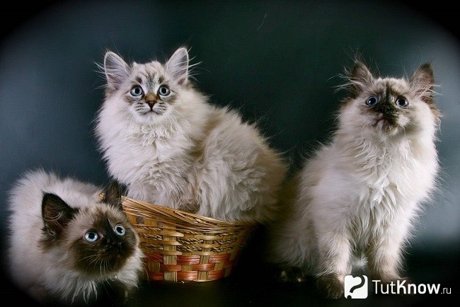 Котята невской маскарадной породы