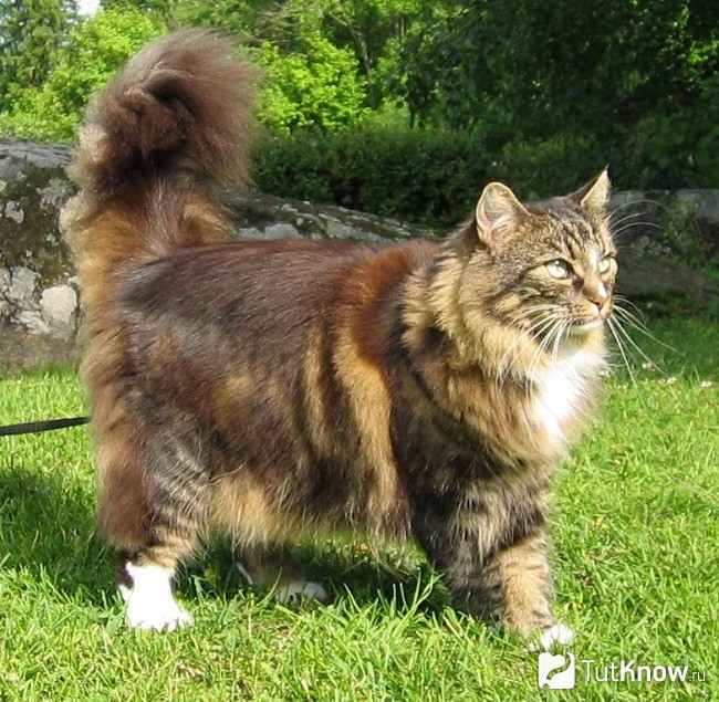 Норвежская лесная кошка идет