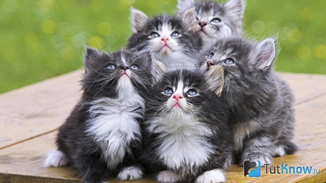 Котята норвежской лесной породы