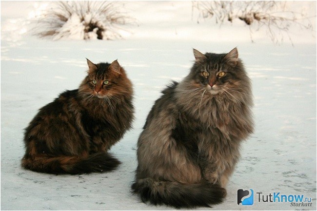 Кот и кошка норвежской лесной породы
