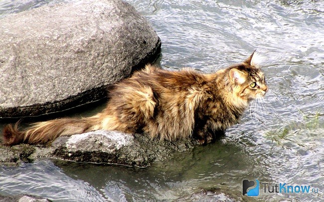 Норвежская лесная кошка возле воды