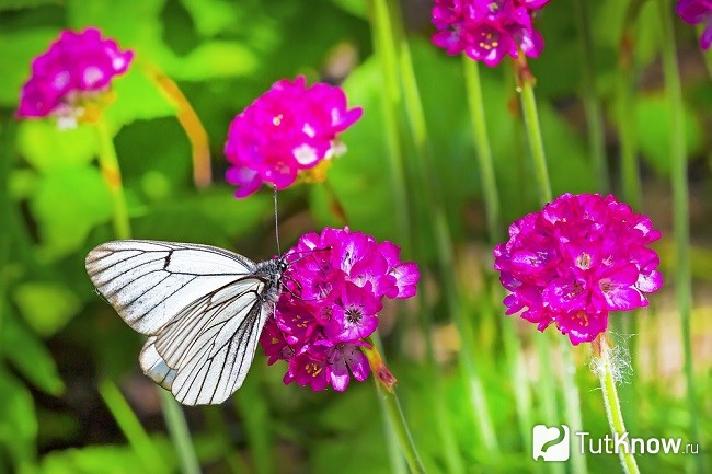 Бабочка села на цветок плюмбаго