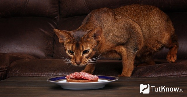 Абиссинская кошка ест