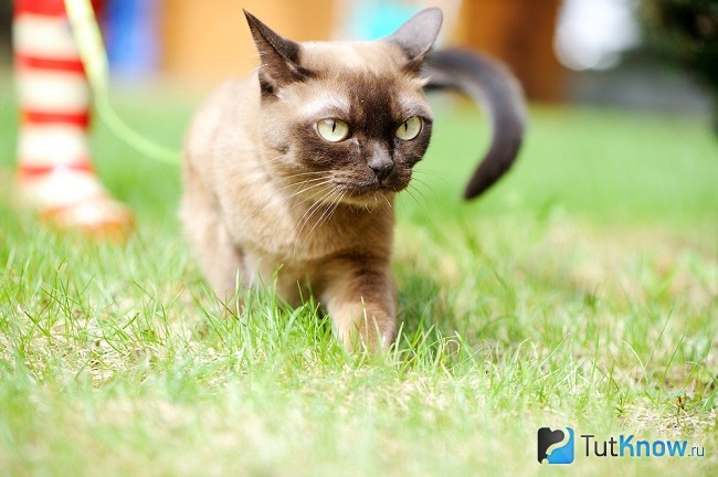 Кошка-бурма в траве