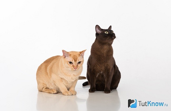 Бурманские кот и кошка