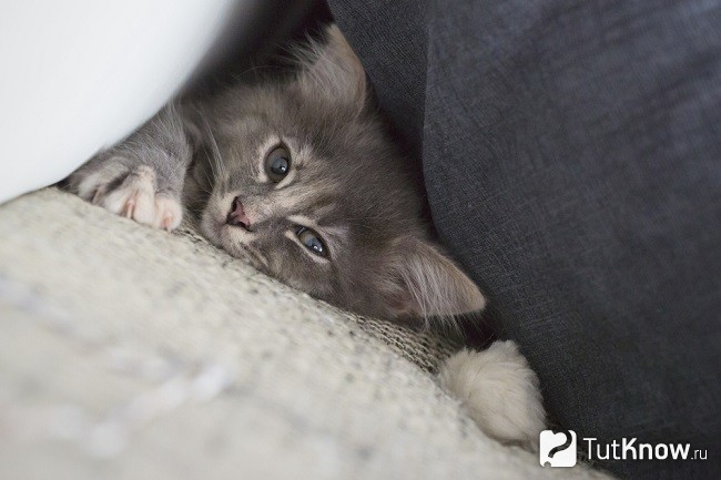 Котенок мейн-кун