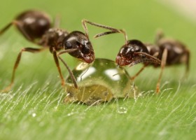 Как использовать муравьиное масло для удаления волос