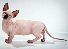 Кошка породы бамбино