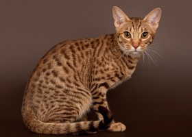 Порода кошек оцикет: описание и уход