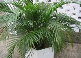 Неодипсис (дипсис) — комнатная пальма