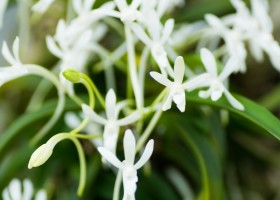 Орхидея неофинетия: выращивание в домашних условиях
