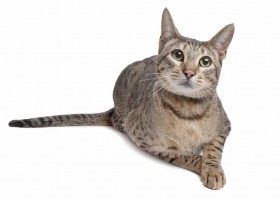 Разведение и описание породы кошек саванна
