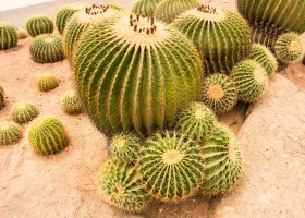 Эхинокактус или ежовый кактус: виды и выращивание