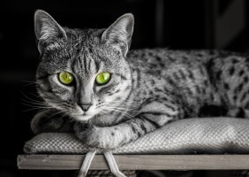 Египетская кошка мау: происхождение, описание