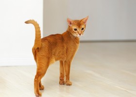 Абиссинская кошка: выращивание в домашних условиях