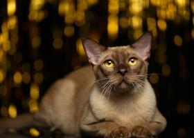Бурманская кошка — все про уход дома