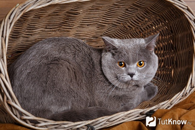 Кошка британской короткошерстной породы лежит в корзине