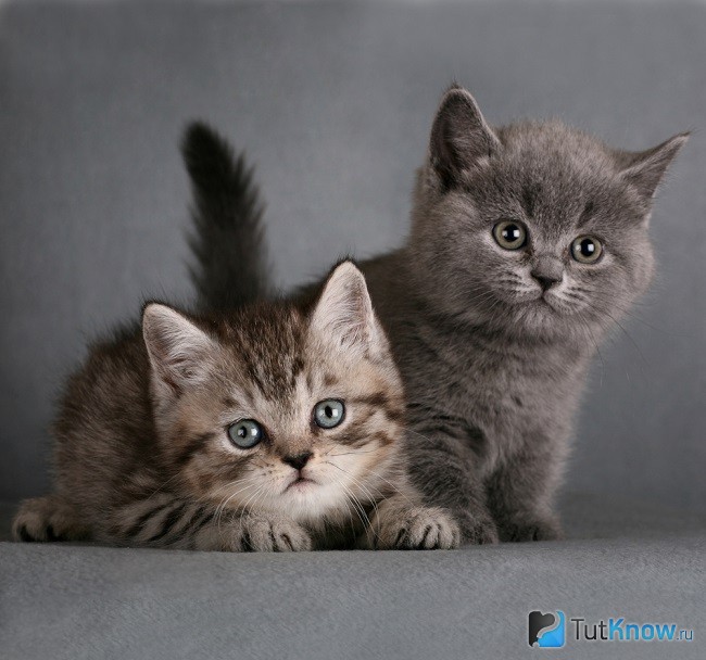 Британские короткошерстные котята