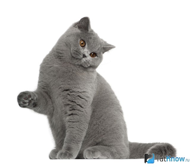 Кошка британской короткошерстной породы сидит