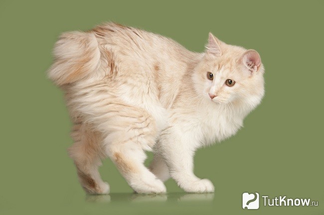 Кошка породы курильский бобтейл