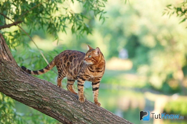 Бенгальская кошка на дереве