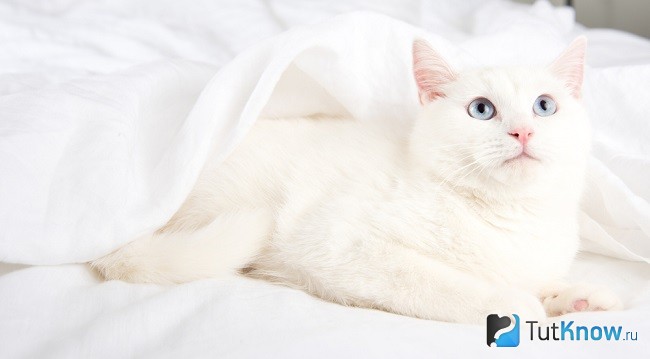 Белый котенок