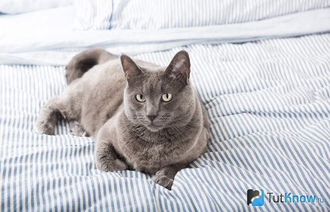 Кастрированный кот гадит на кровать