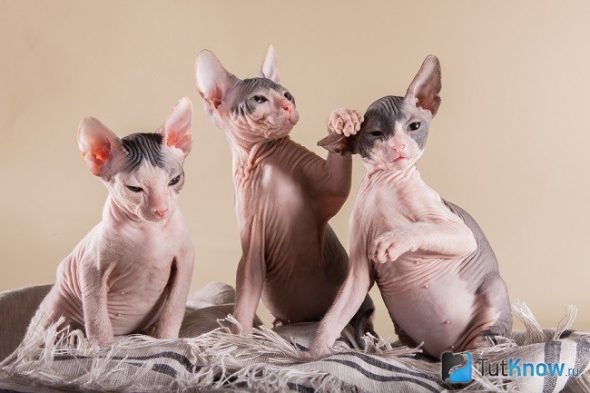 Котята донского сфинкса
