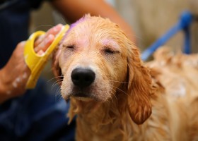 Рекомендации по купанию собаки